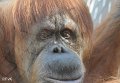 06 - Orang Utan sieht uns gross an